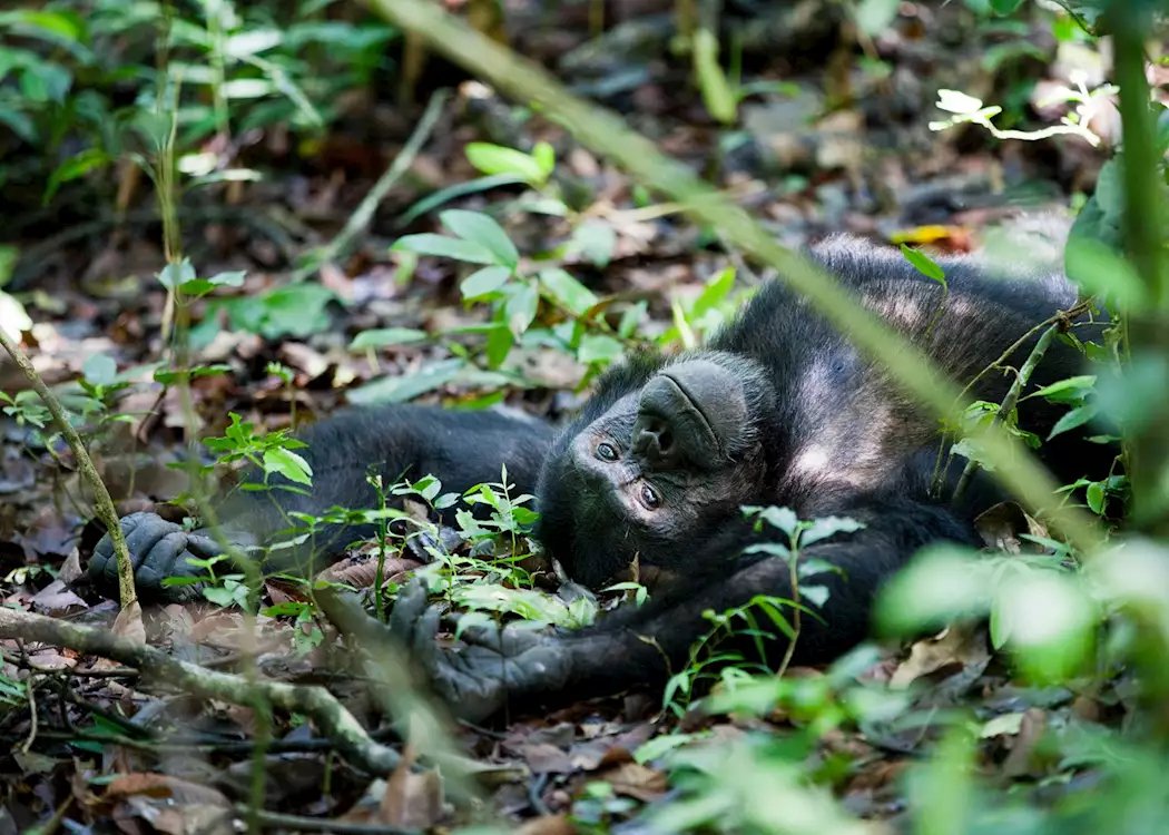 Lounging male chimpanzee