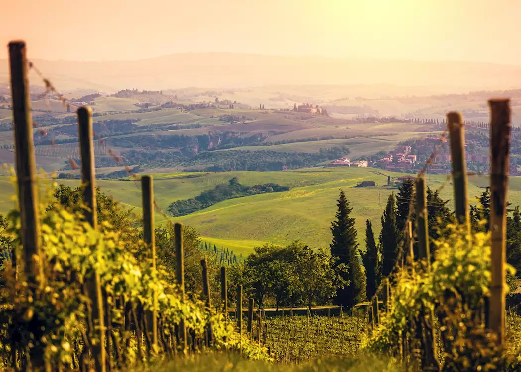 Vineyards, Chianti, Tuscany