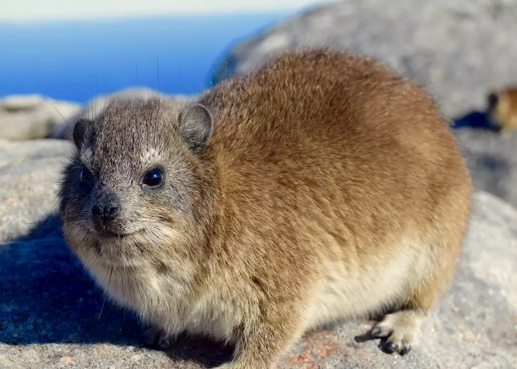 Rock Hyrax at the top of Table Mountain