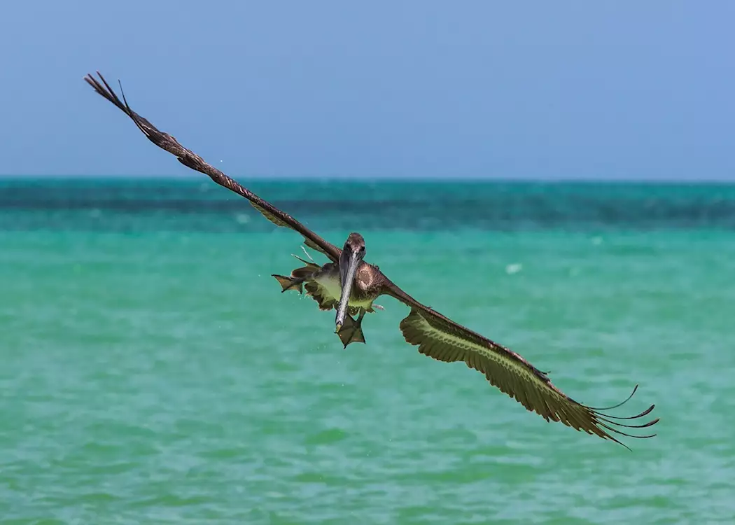 Pelican at Holbox Island, Mexico