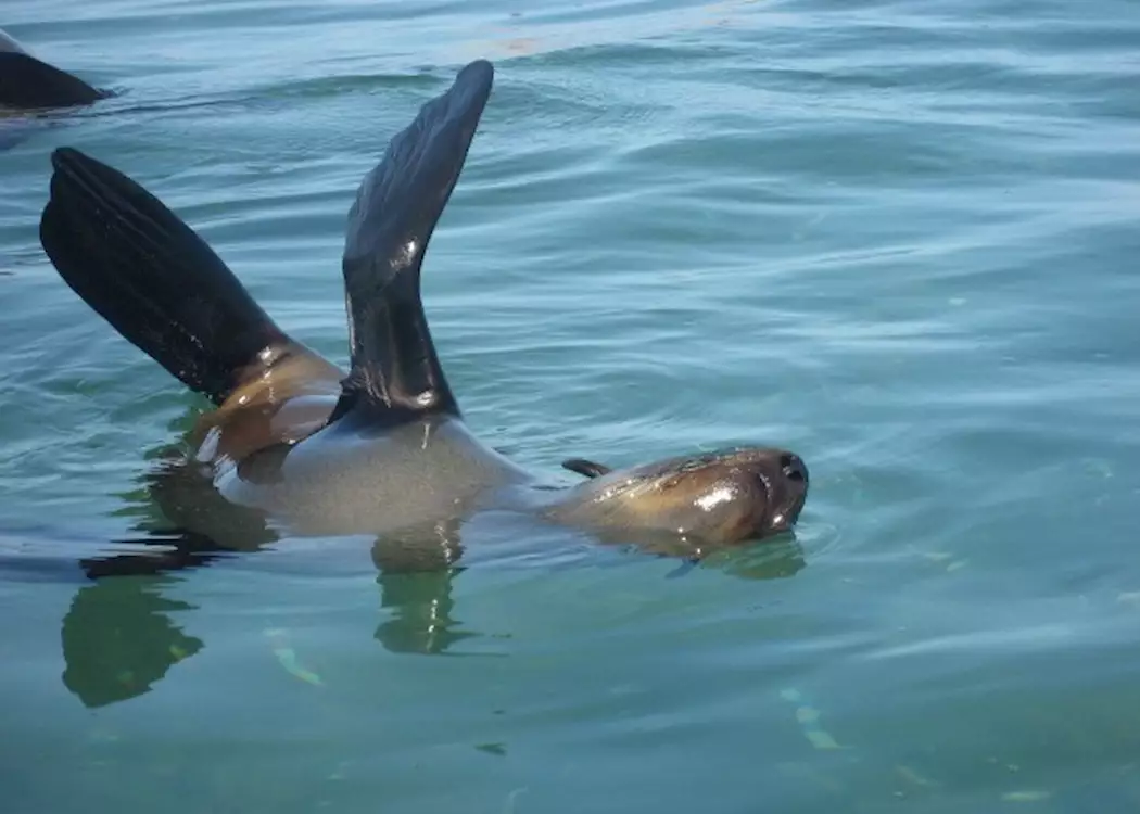 Seals off Walvis Bay
