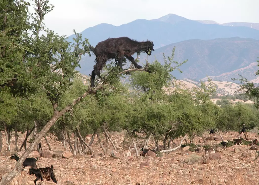 Goat in Argan tree