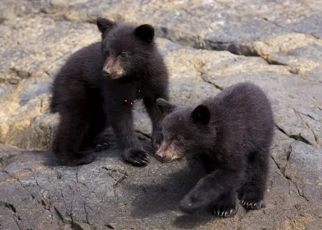Bear cubs by Matt Maran