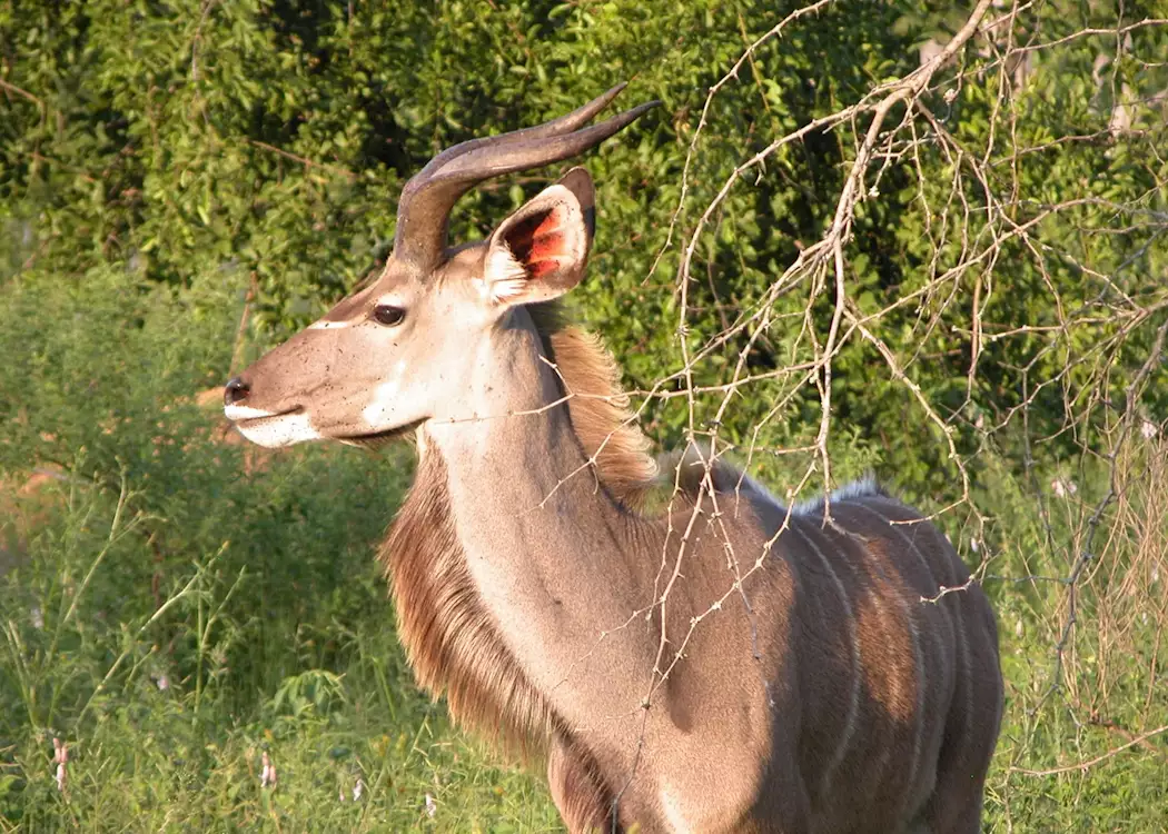 Young kudu buck