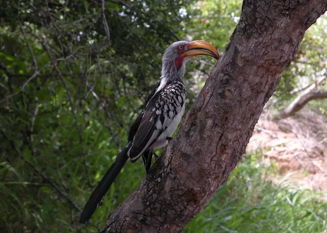 Yellow Hornbill, Timbavati Private Game Reserve, South Africa