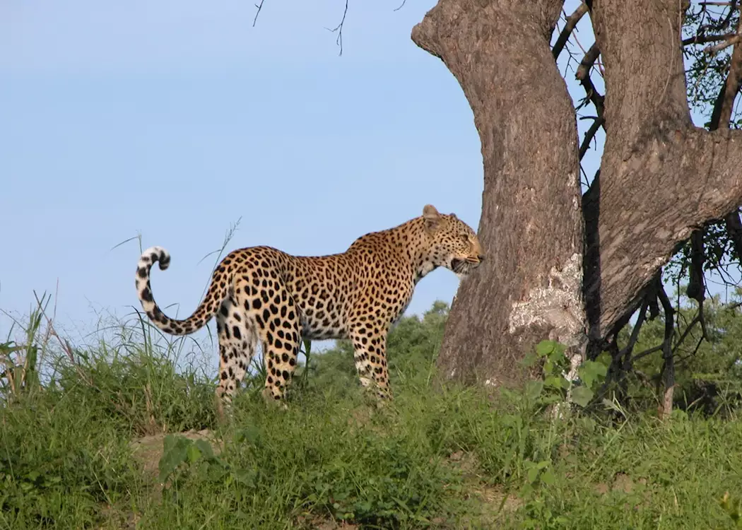 Leopard, Greater Kruger Park