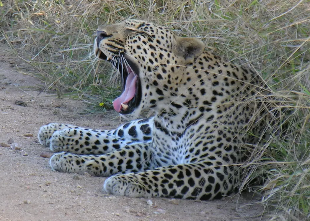 Leopard, Greater Kruger Park