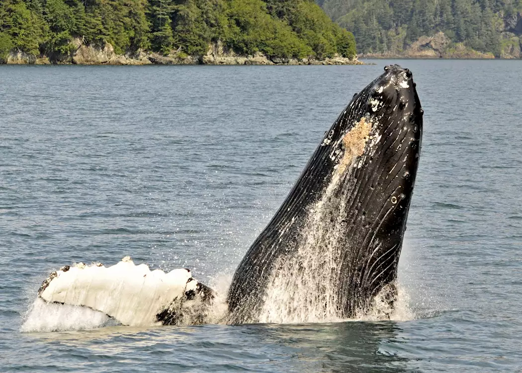 Humpback whale, Kenai Fjords National Park