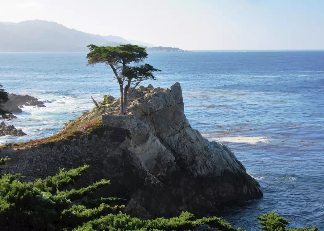 Lone Pine on the 17 Mile Drive, Monterey