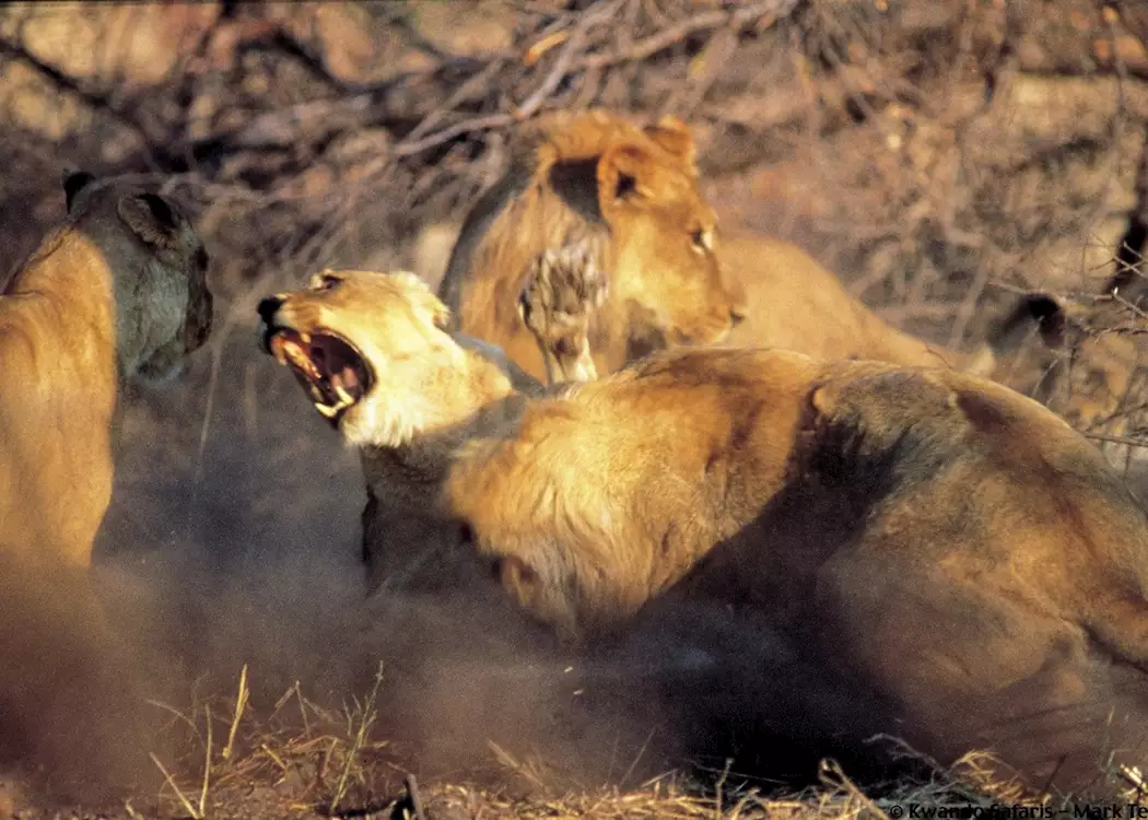 Lion fighting in the Kwando Concession