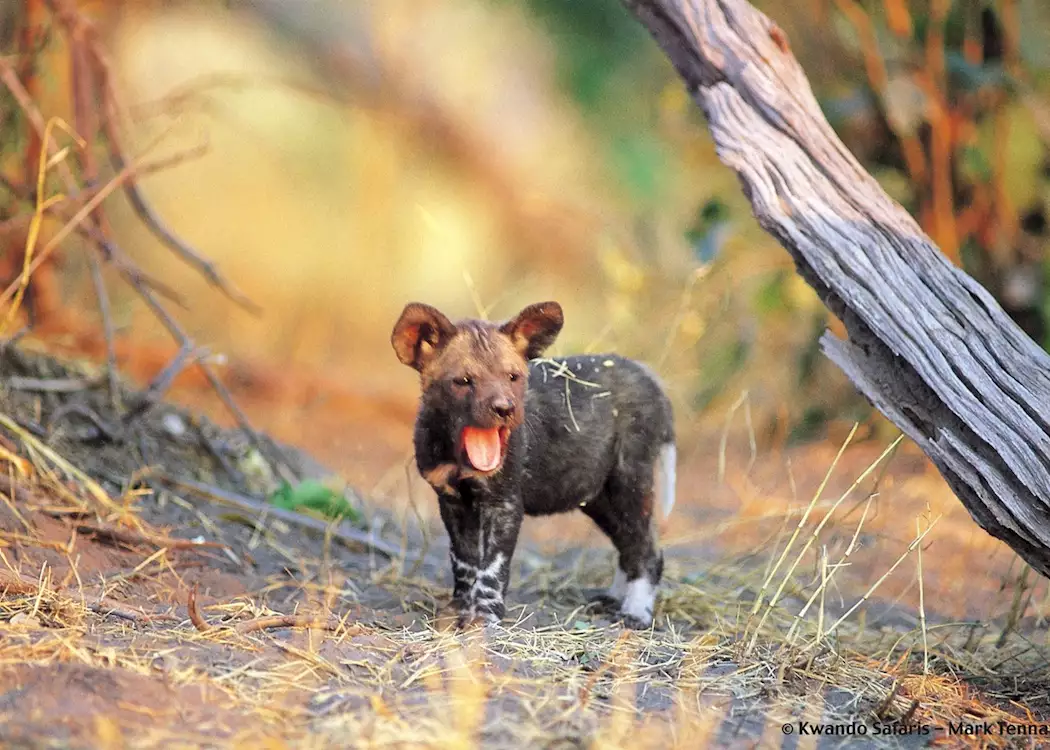 Wild dog pup in the Kwando Concession