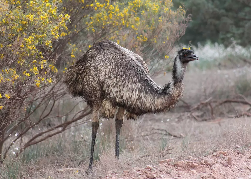 Emu, Flinders Ranges, South Australia