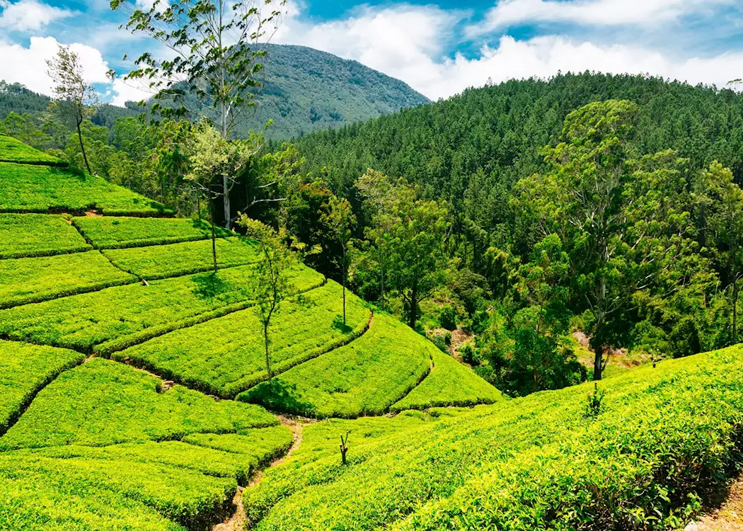 Tea plantations of Nuwara Eliya, Sri Lanka