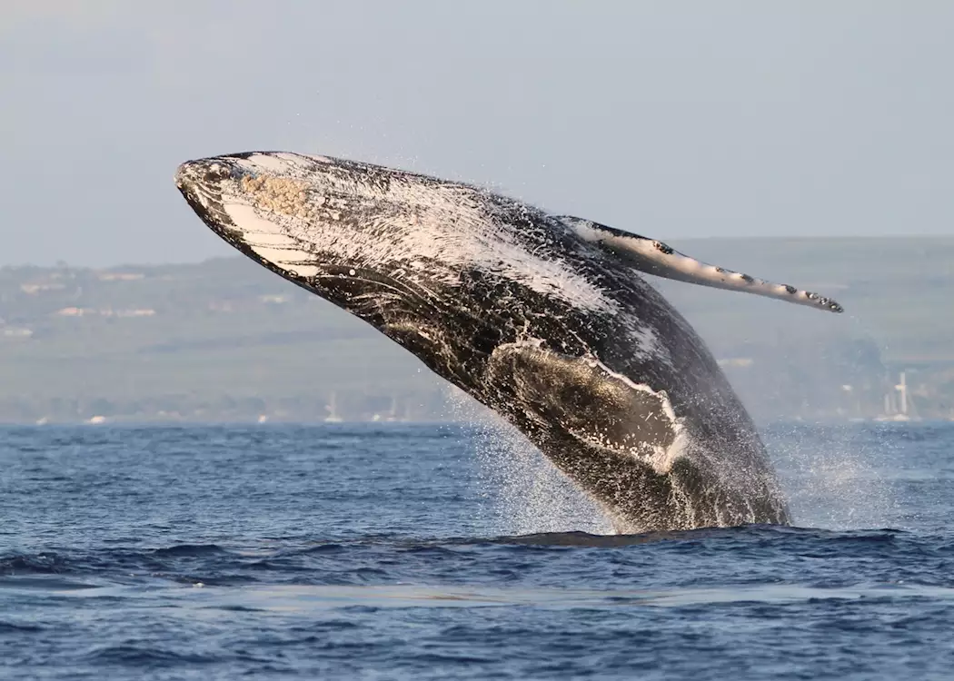 Humpback whale, Maui