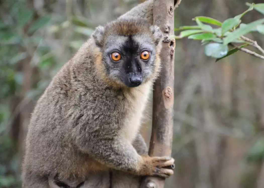 Lemur Island, Andasibe