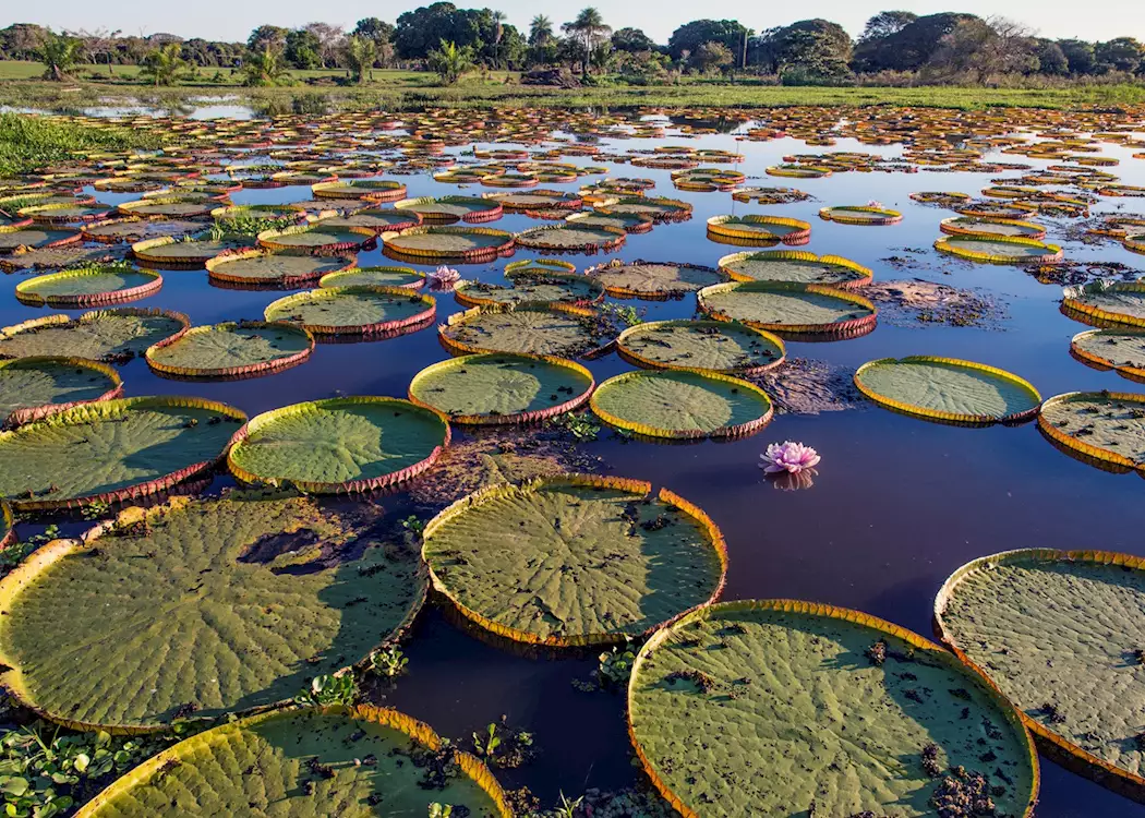  The Pantanal, Brazil