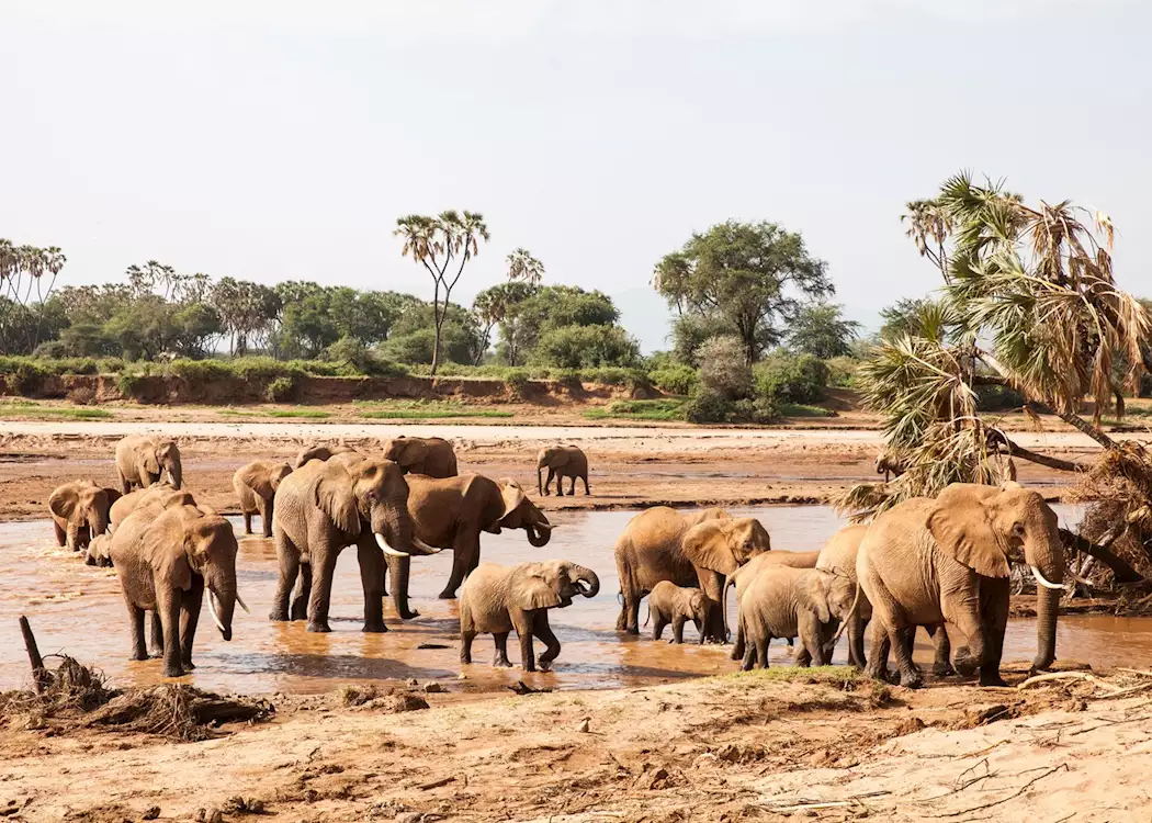 Elephants crossing the Uaso Nyiro River