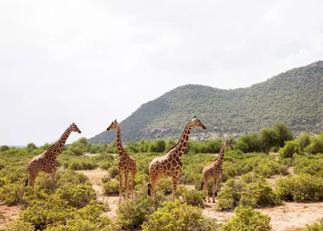 Reticulated giraffe, Samburu National Reserve