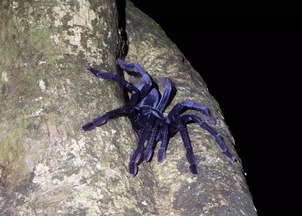 Tarantula, Tangkoko National Park