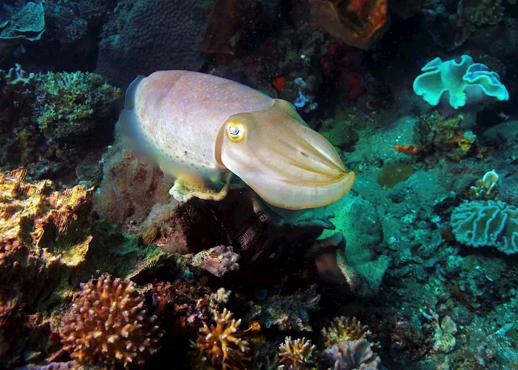 Cuttlefish, Sulawesi, Indonesia