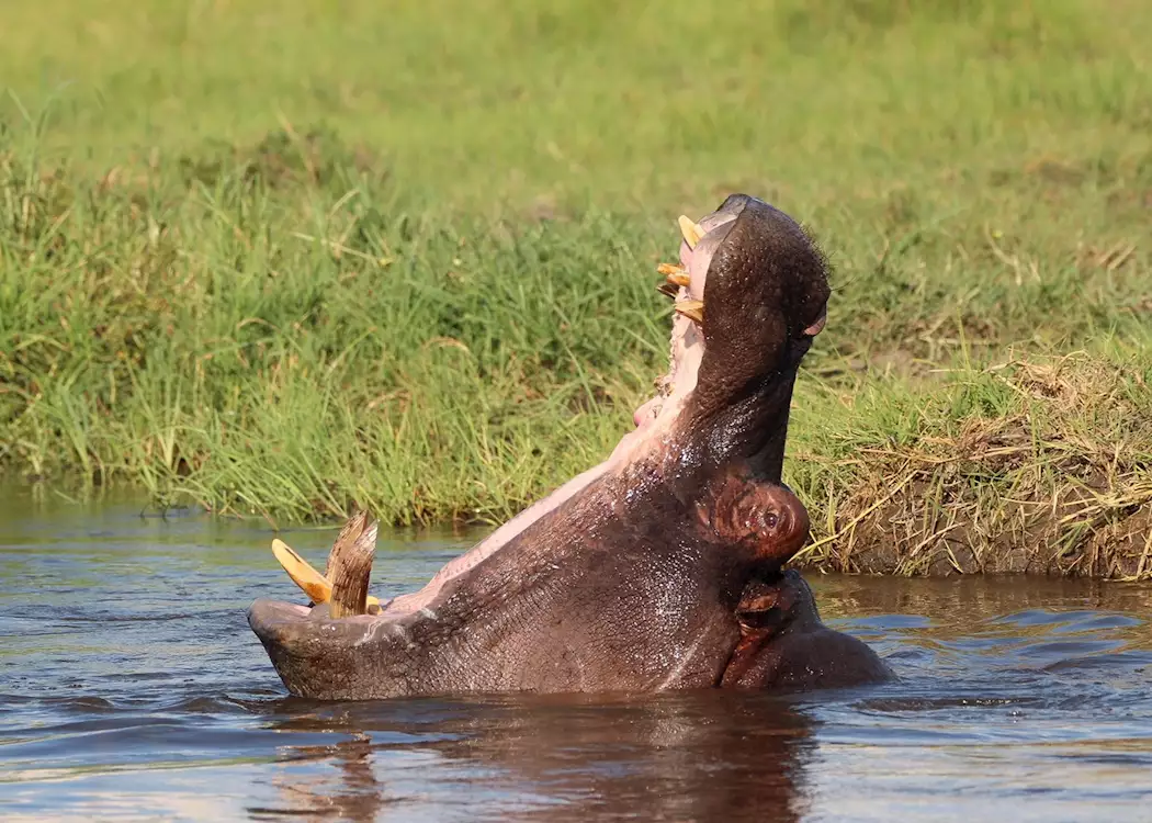 Yawning hippo in the Delta water channels