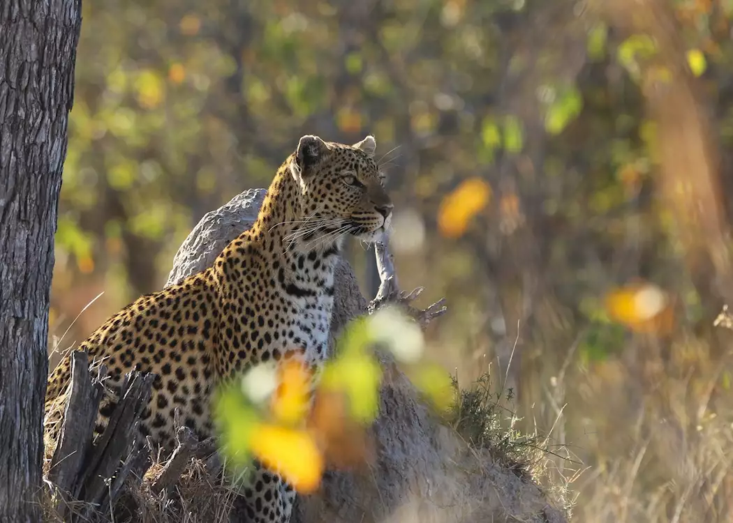 Moremi Wildlife Reserve is home to a good population of leopard