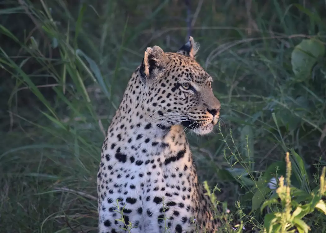 Female leopard in the Okavango Delta 