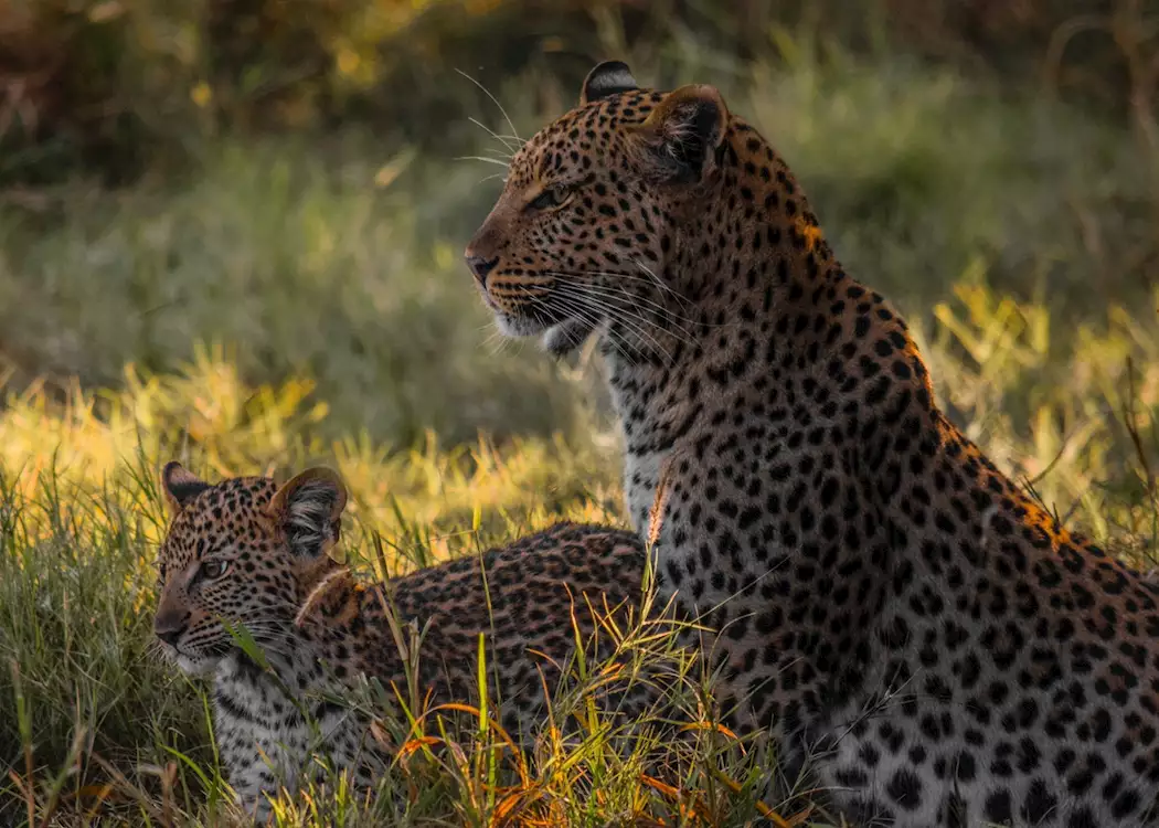 Leopard with cub 