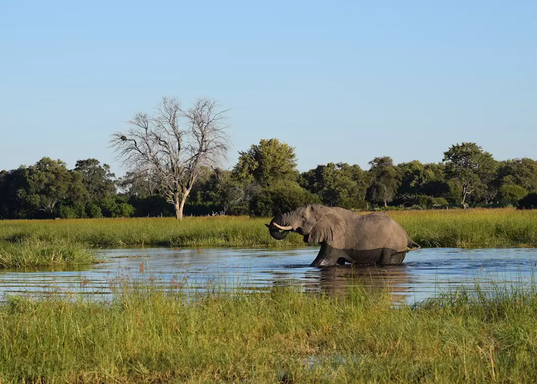 Elephant in the Okavango Delta 