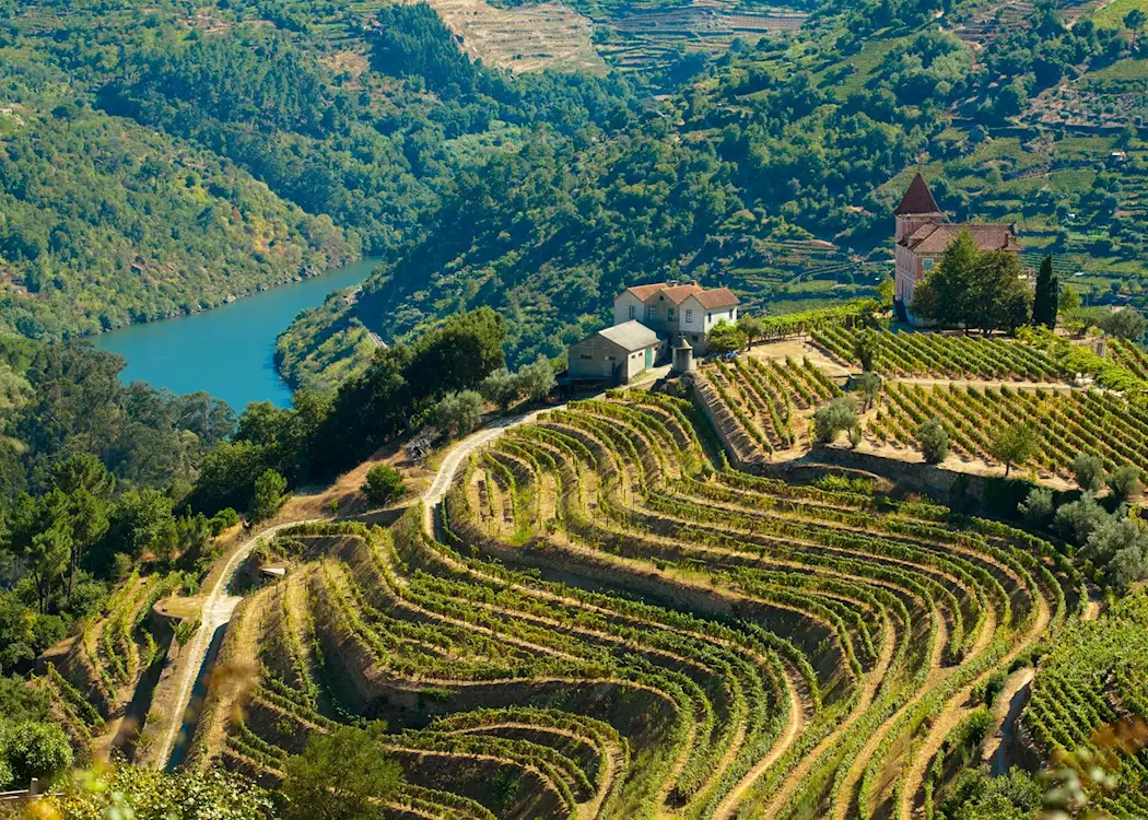 Vineyards, Douro Valley