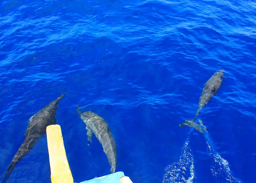 Dolphins of the coast of Bais