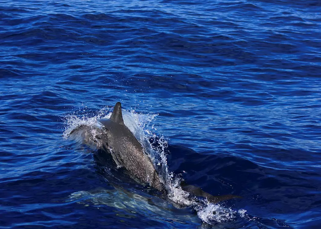 Dolphin watching of the coast of Bais