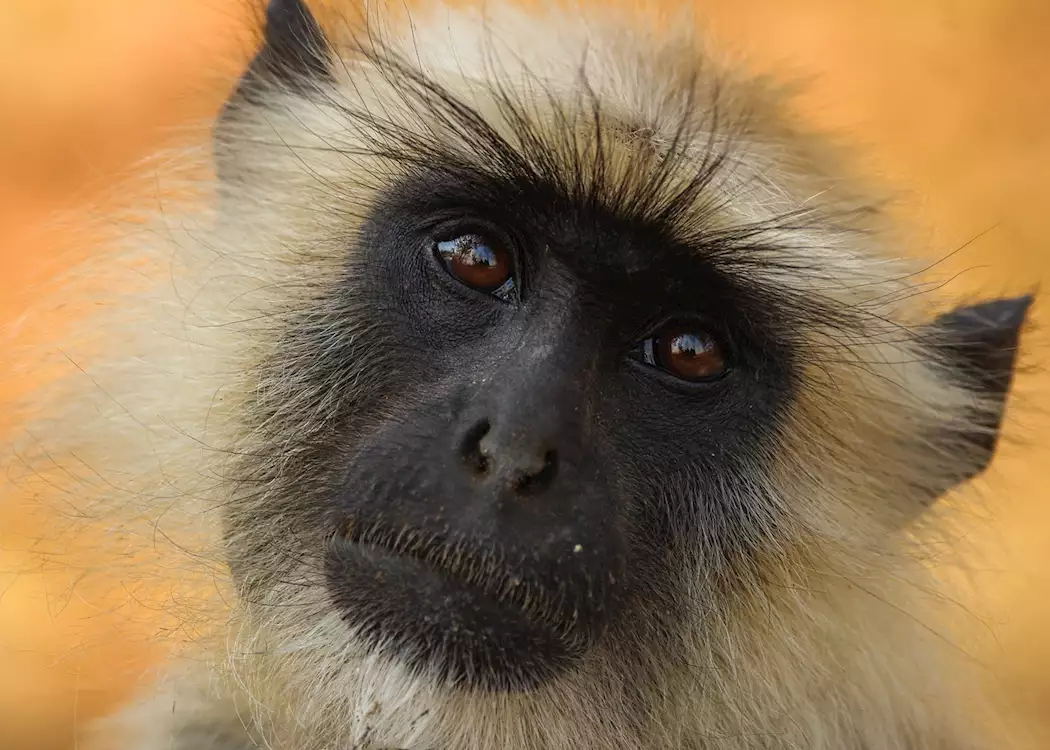 Langur monkey, Pench National Park, India