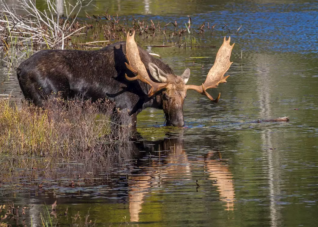 Moose, Algonquin Provincial Park, Canada