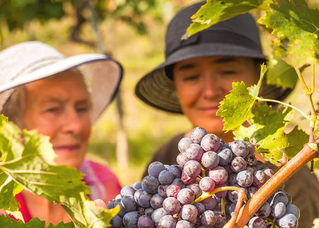 Women picking grapes, France