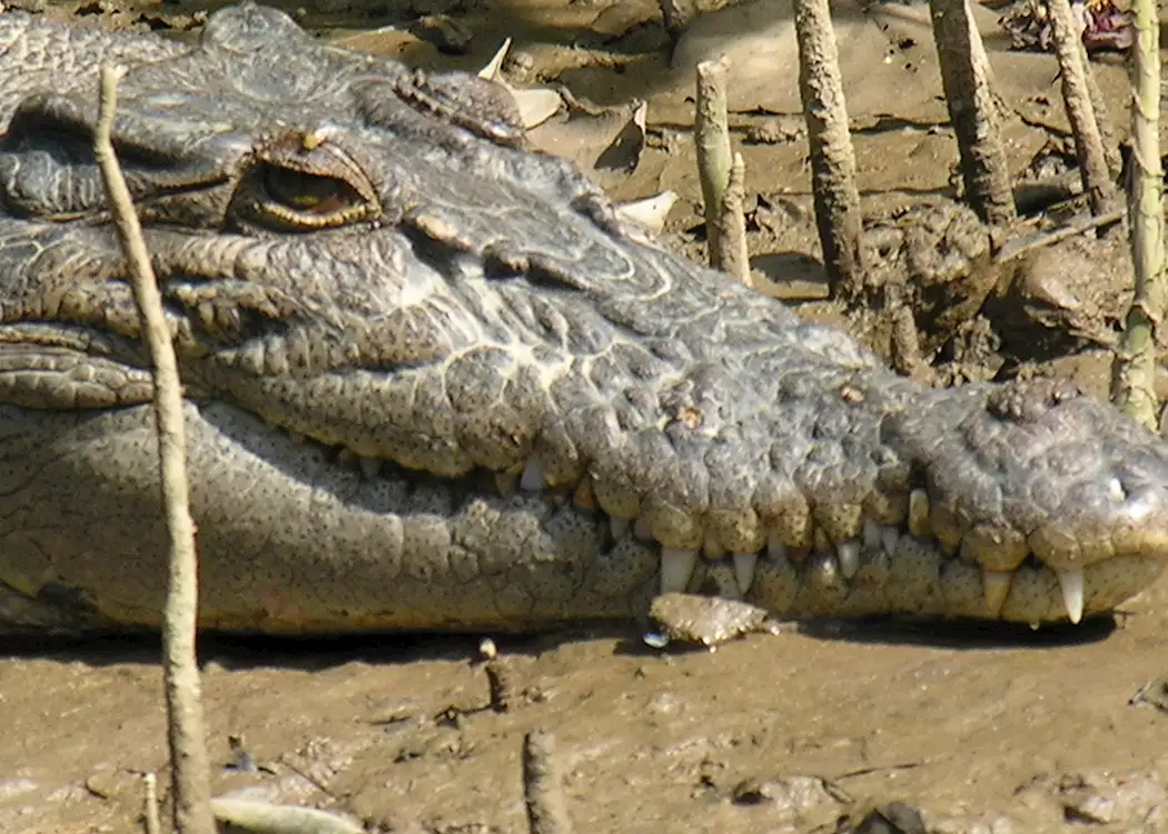 Crocodile, Daintree River