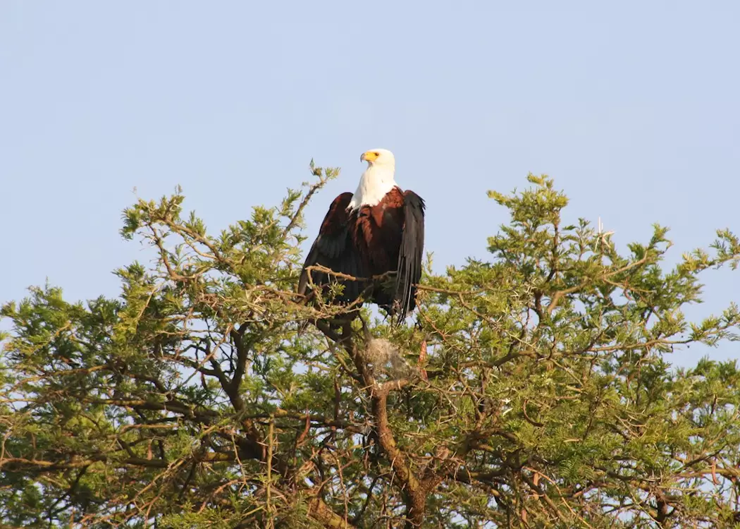 African Fish Eagle at the Kazinga Channel