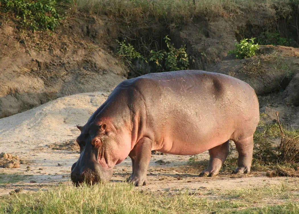 Hippo grazing by the Kazinga Channel