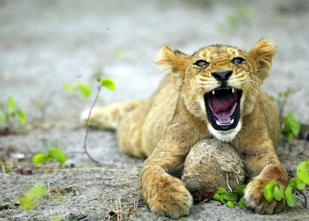 Lion cub and elephant dung