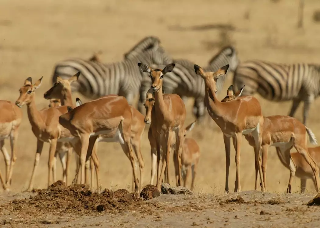 Impala & zebra in the Moremi Game Reserve