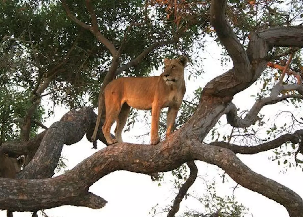Tree climbing lion in the Shinde Concession