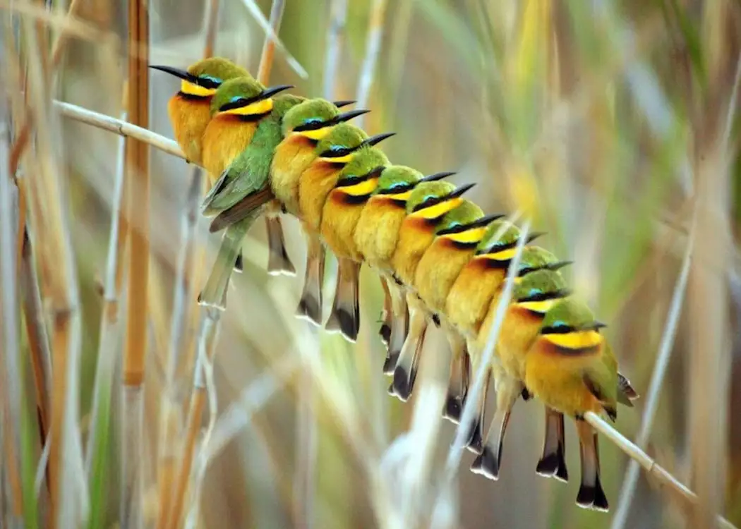 Little bee-eaters on papyrus