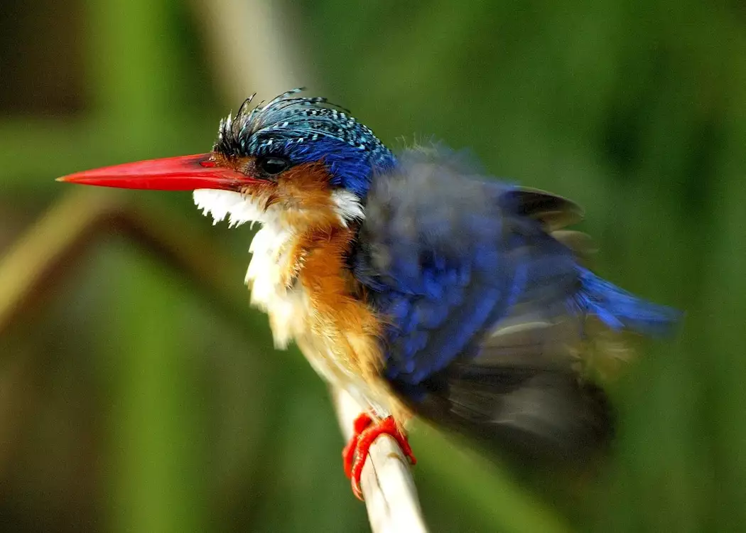 Malachite kingfisher