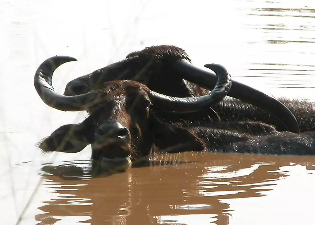 Buffalo, Yala National Park, Sri Lanka