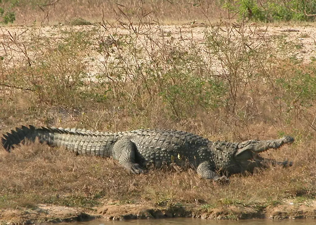 Basking crocodile, Yala National Park, Sri Lanka