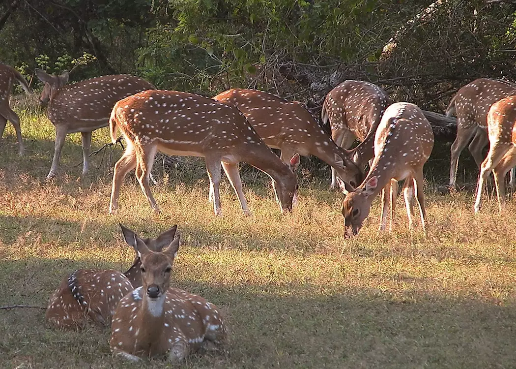Spotted Deer, Yala National Park, Sri Lanka