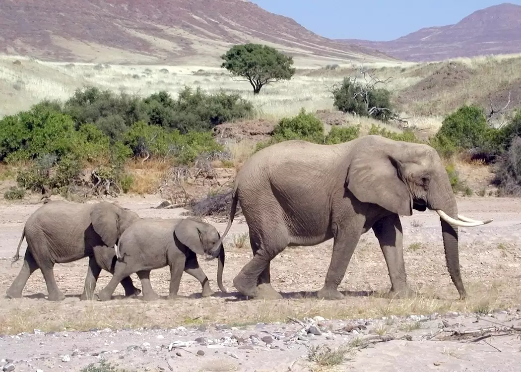 Elephants trekking through the Skeleton Coast region, Namibia