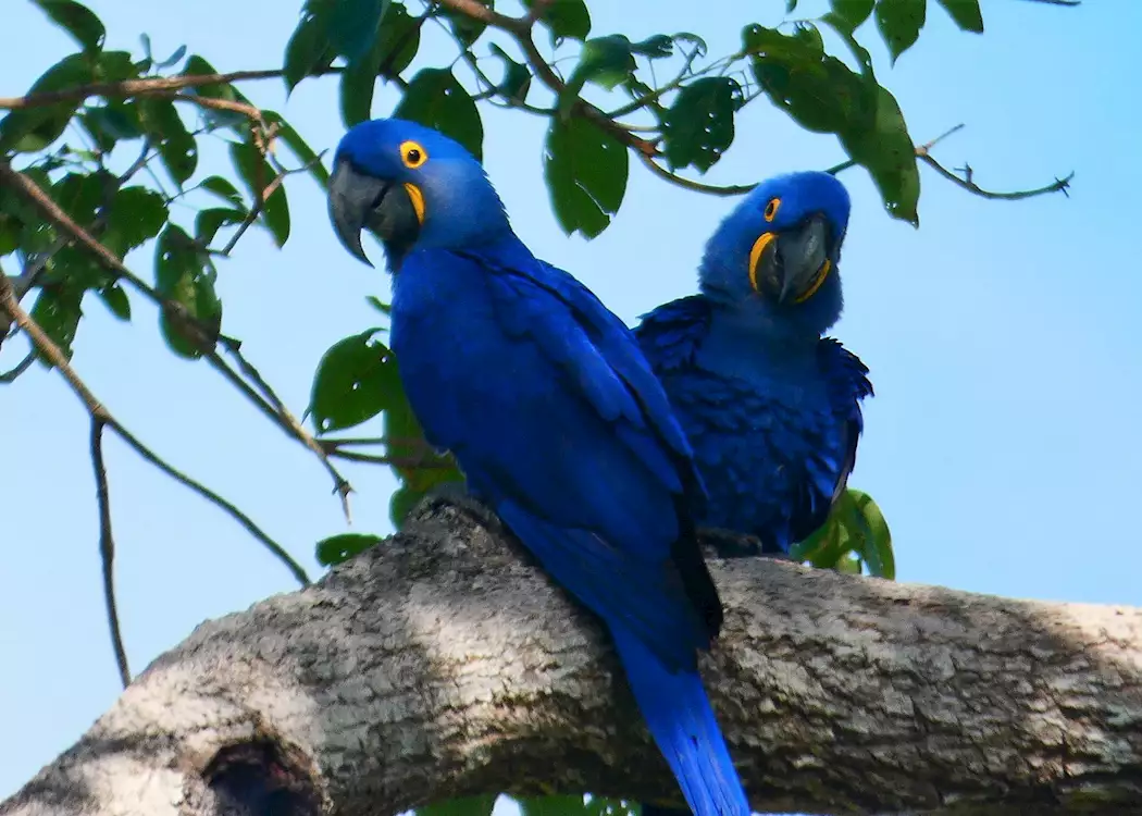 Hyacinth Macaws in the Pantanal