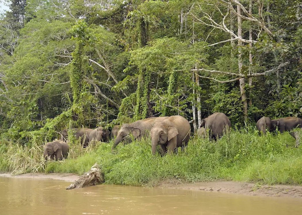 Pygmy elephant, Tabin Wildlife Reserve, Borneo