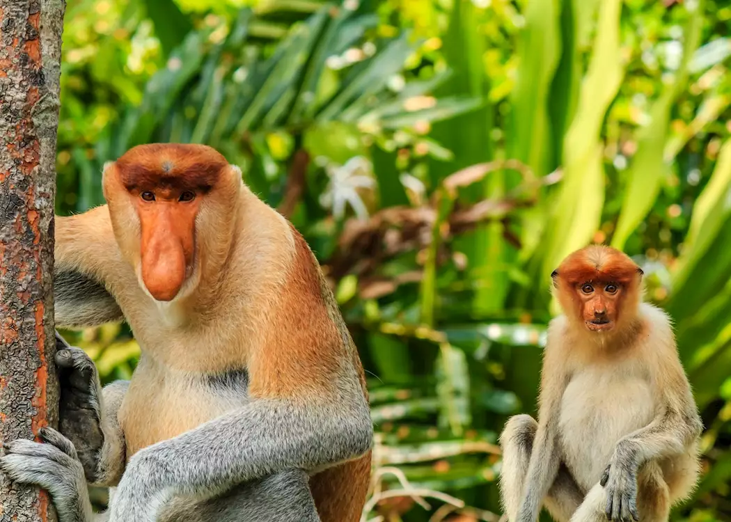 Proboscis monkeys, Sandakan, Borneo